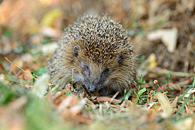  经典RPG游戏《英雄传说：空之轨迹 the 1st》Steam页面上线 不支持中文